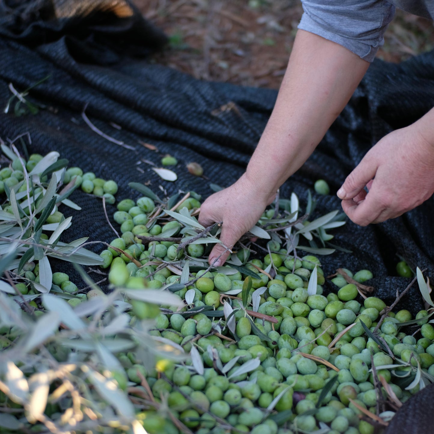 Olio di Oliva Artigianale Extravergine Coratina